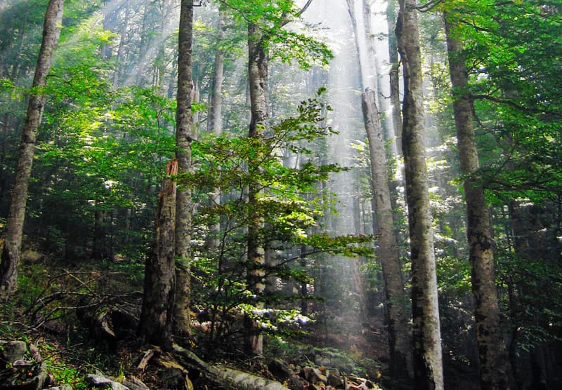 Tall trees with green foliage, sunlight beams through the forest canopy, forest floor with fallen logs and underbrush
