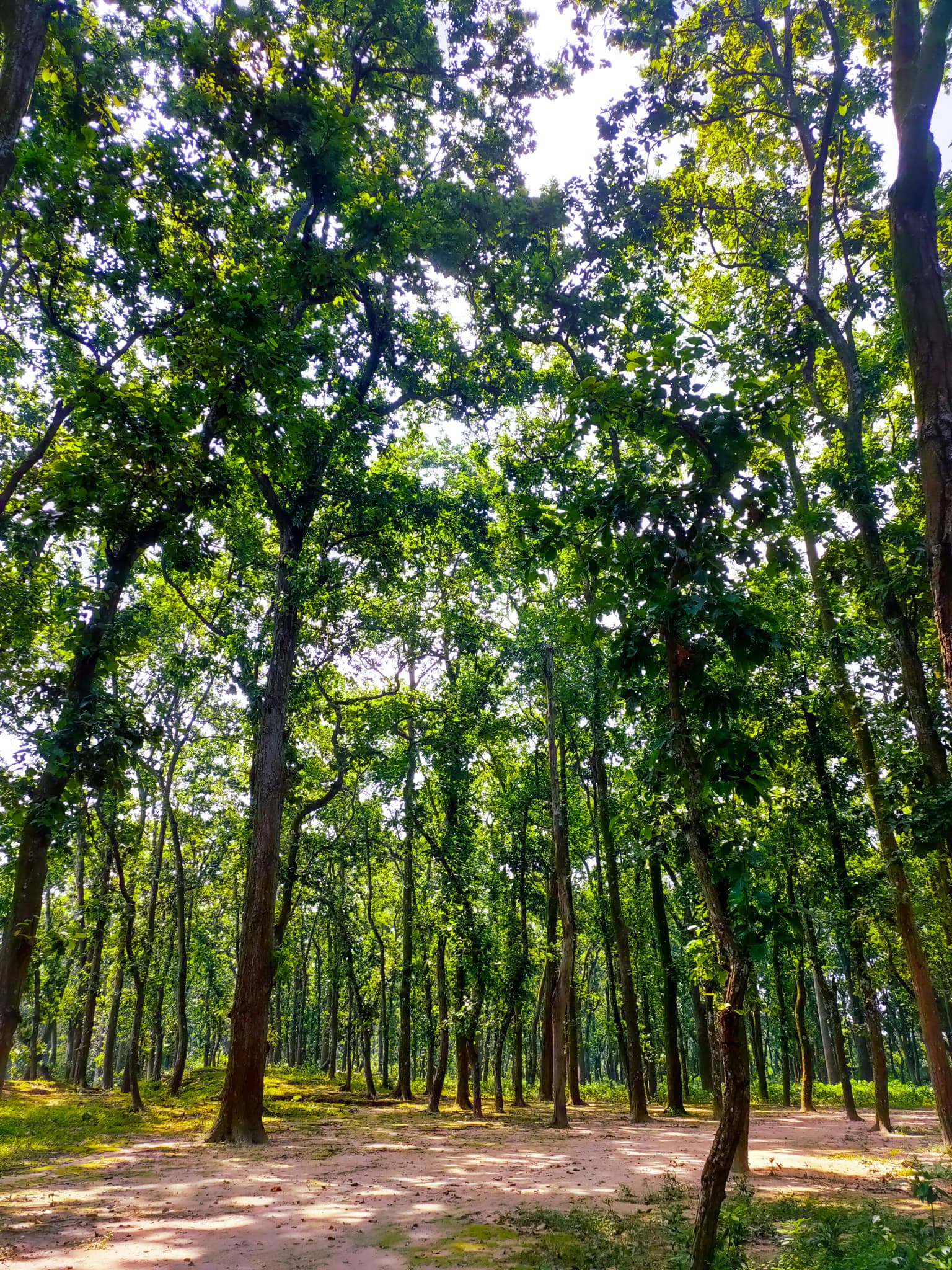 Birgonj National Park.jpg