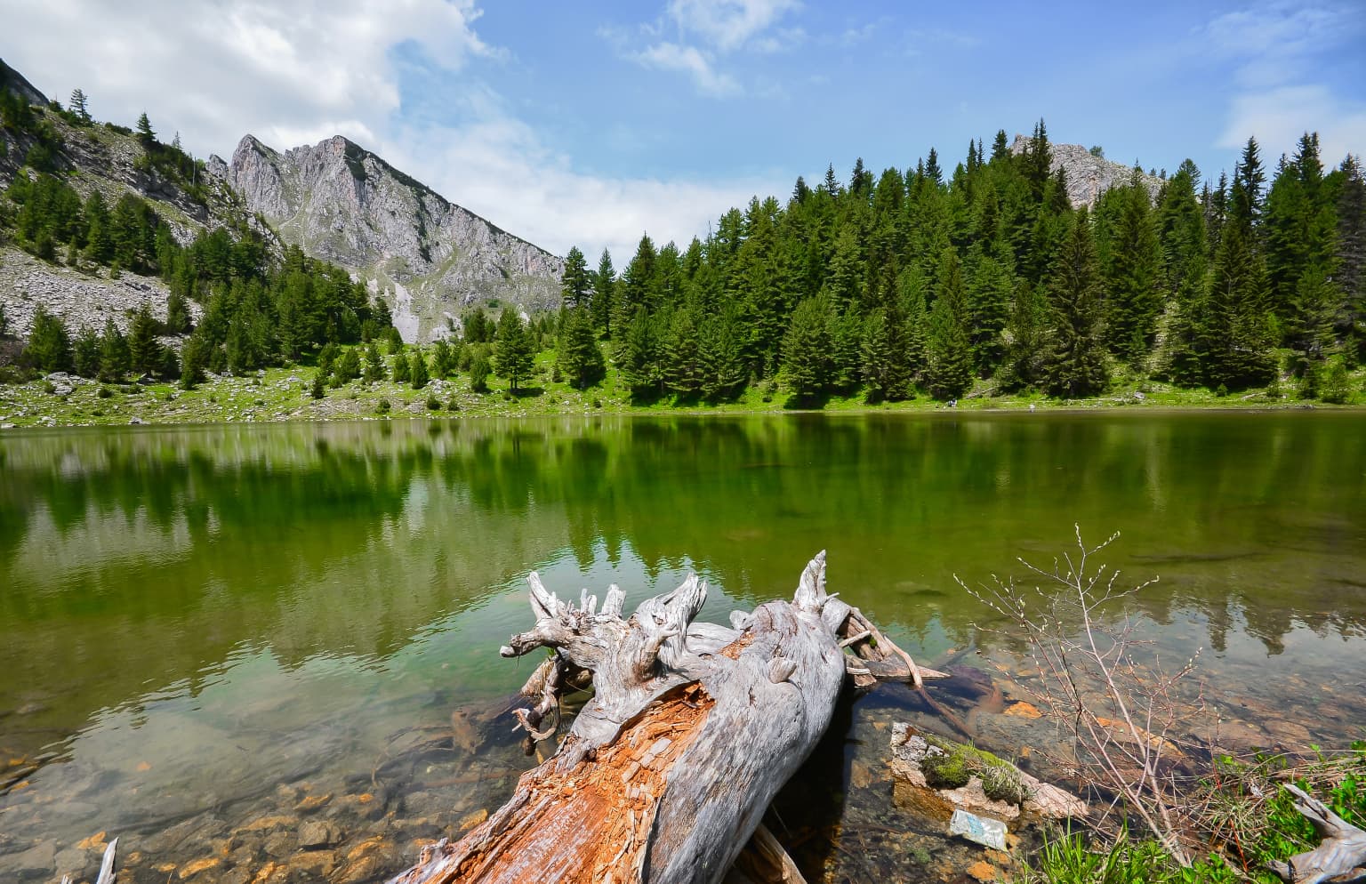 Green lake with fallen tree in water, forested shoreline, and mountain peaks under blue sky