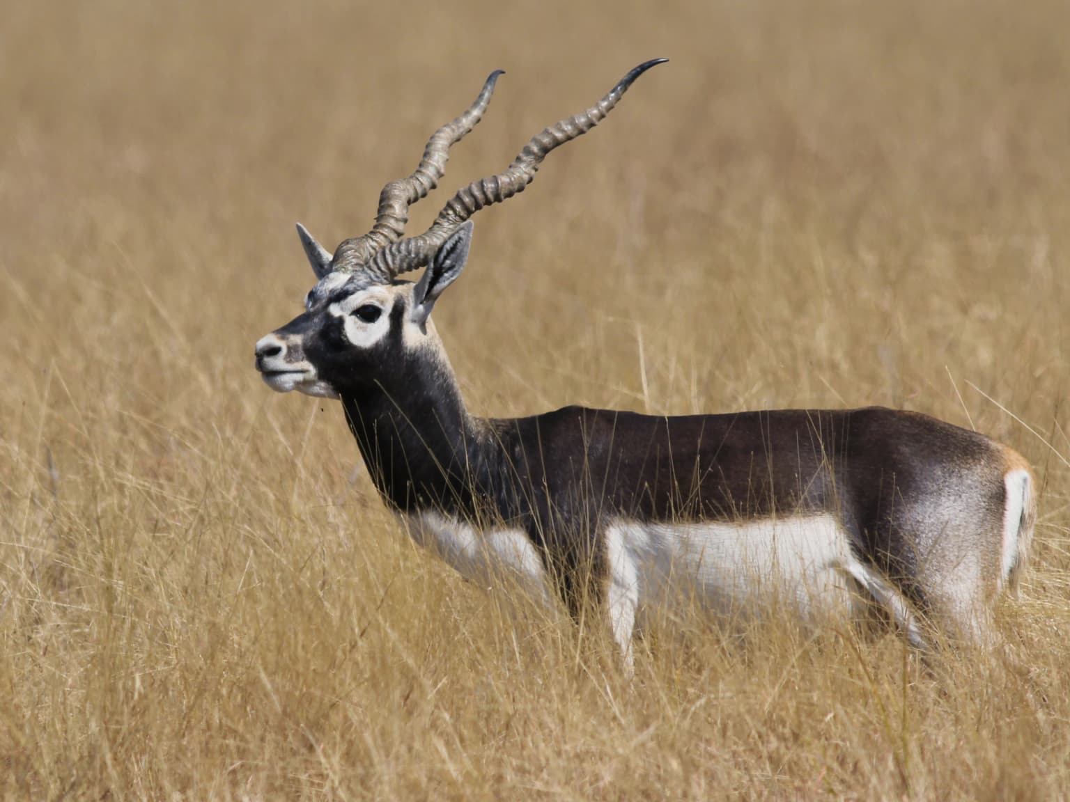 Blackbuck standing in tall golden grass, showing curved horns and distinctive brown and white coat