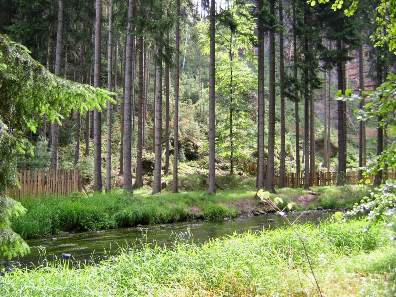 Tall pine trees lining a riverbank with lush green vegetation and a wooden fence in the background