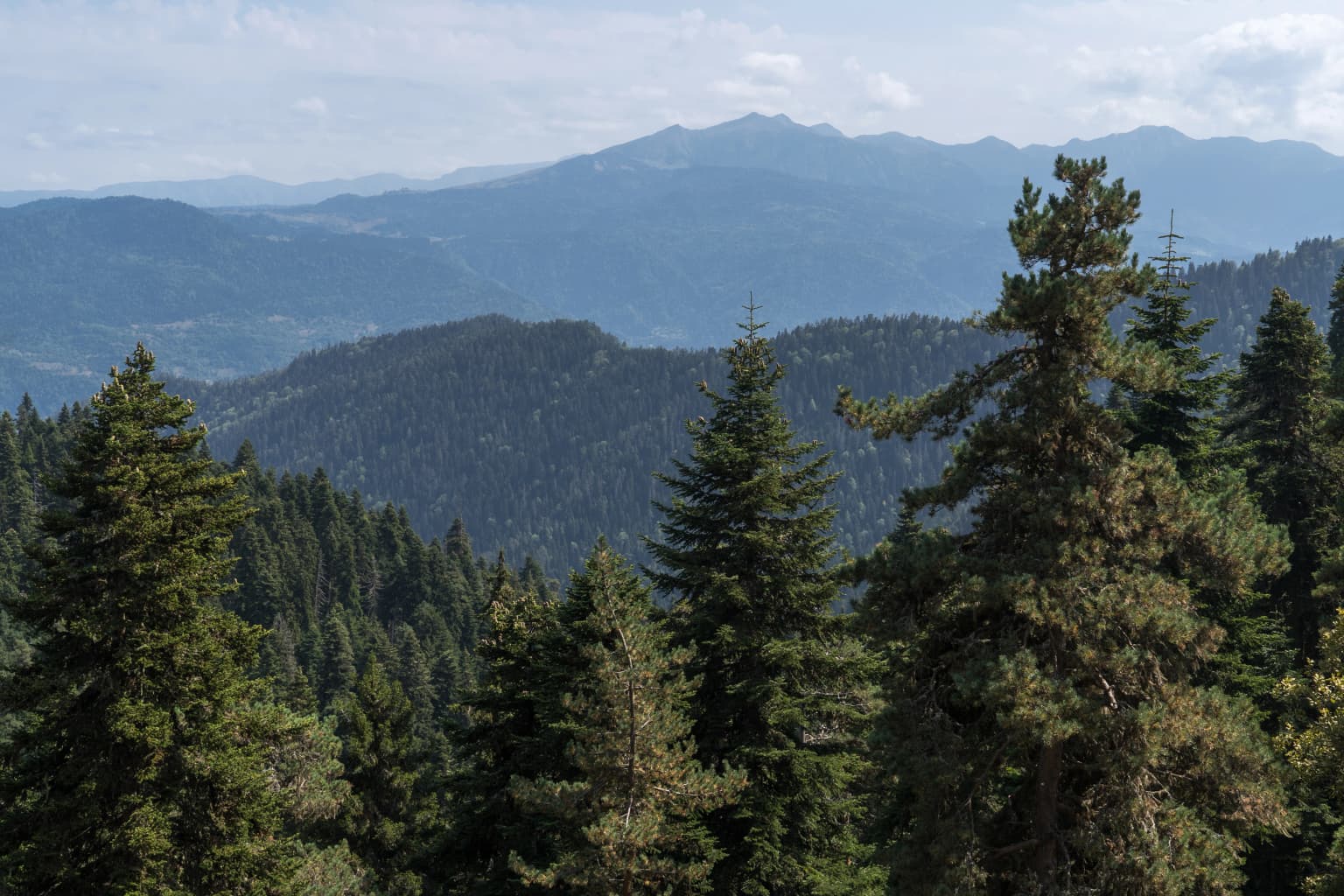 Tall pine trees in the foreground with rolling mountain ranges in the background under a partly cloudy sky