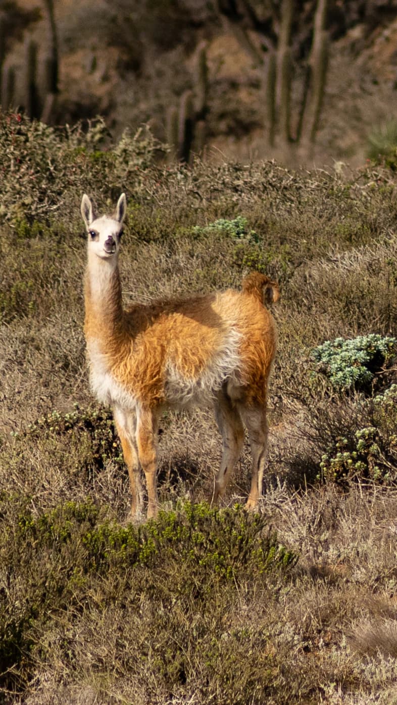 Guanaco in Fray Jorge