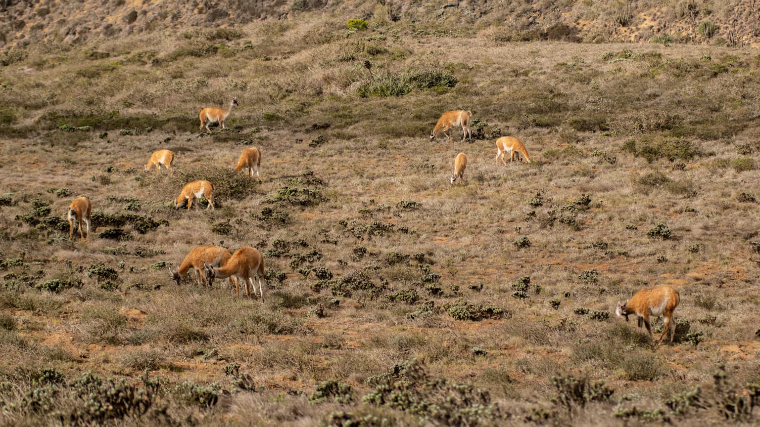 Multiple guanacos grazing in a dry, hilly landscape with sparse vegetation