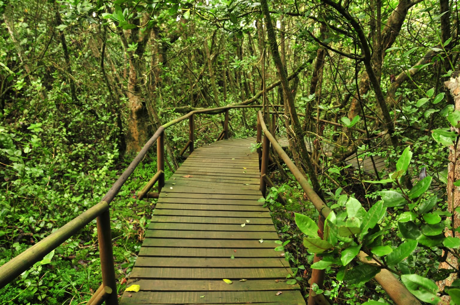 Wooden boardwalk trail with railings through dense green forest