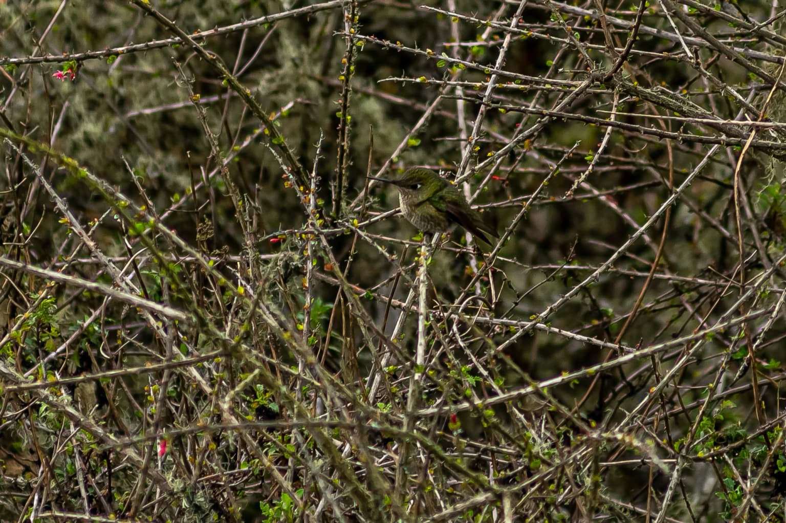 Picaflor Chico - Bosque de Fray Jorge National Park