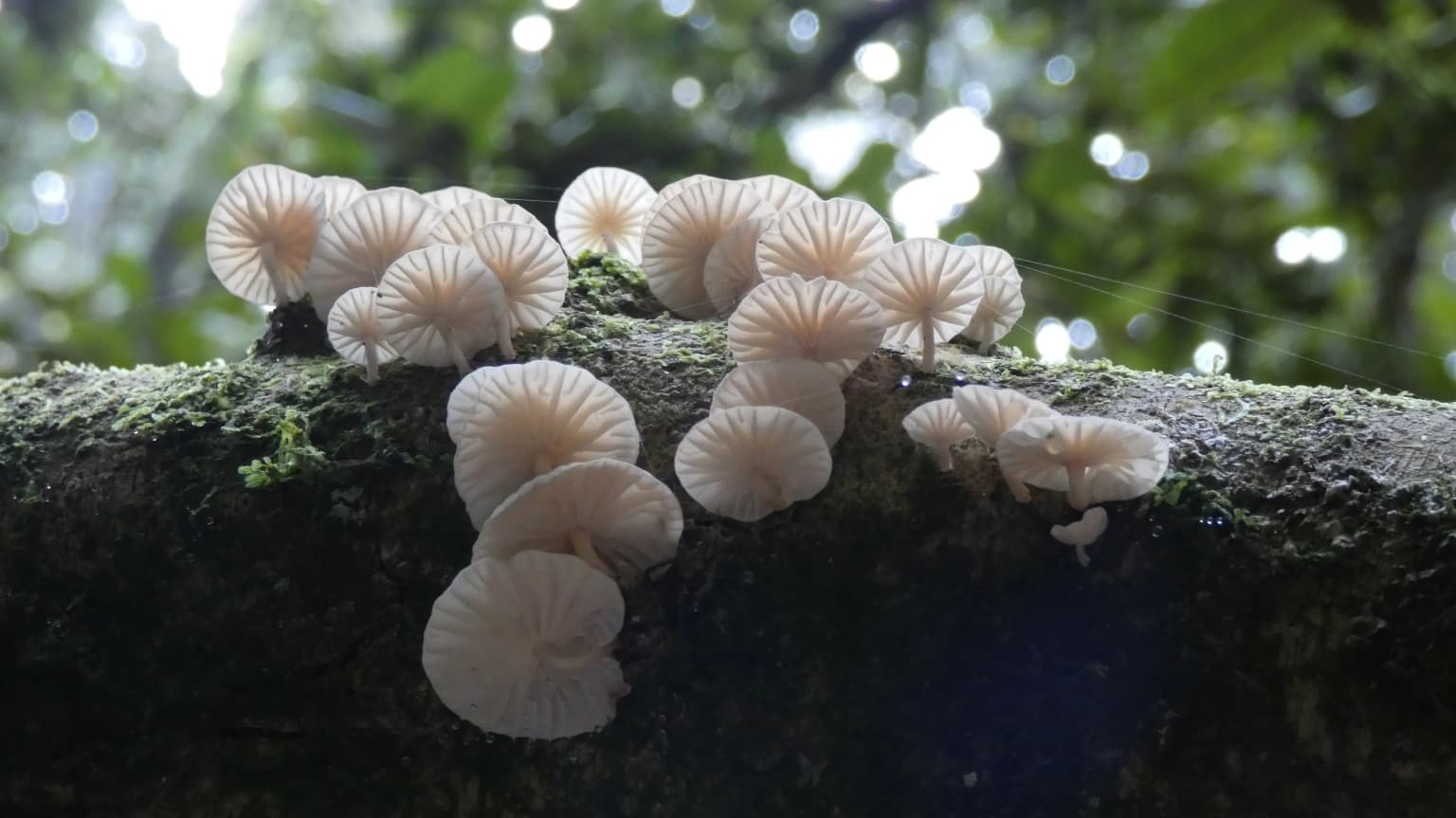 Close-up of light-colored mushrooms growing on a moss-covered tree branch in a forest setting