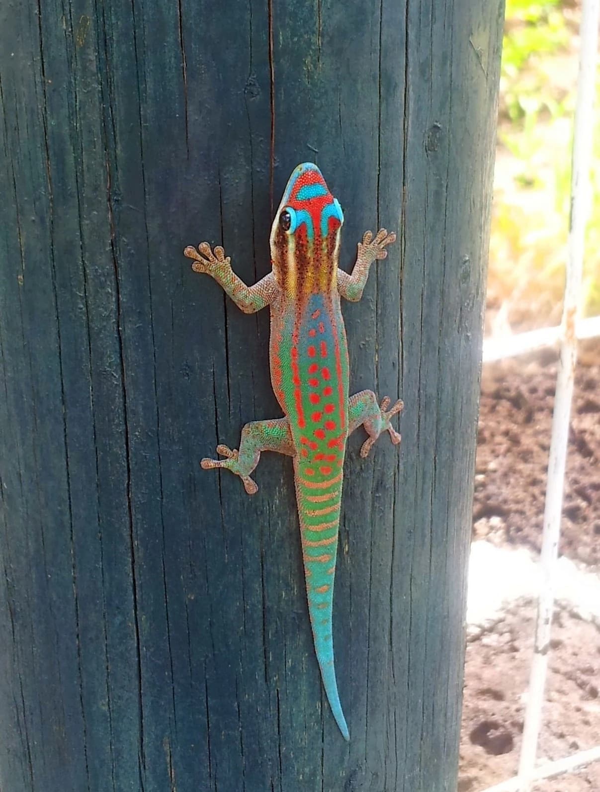 Ornate Day Gecko - Phelsuma ornata