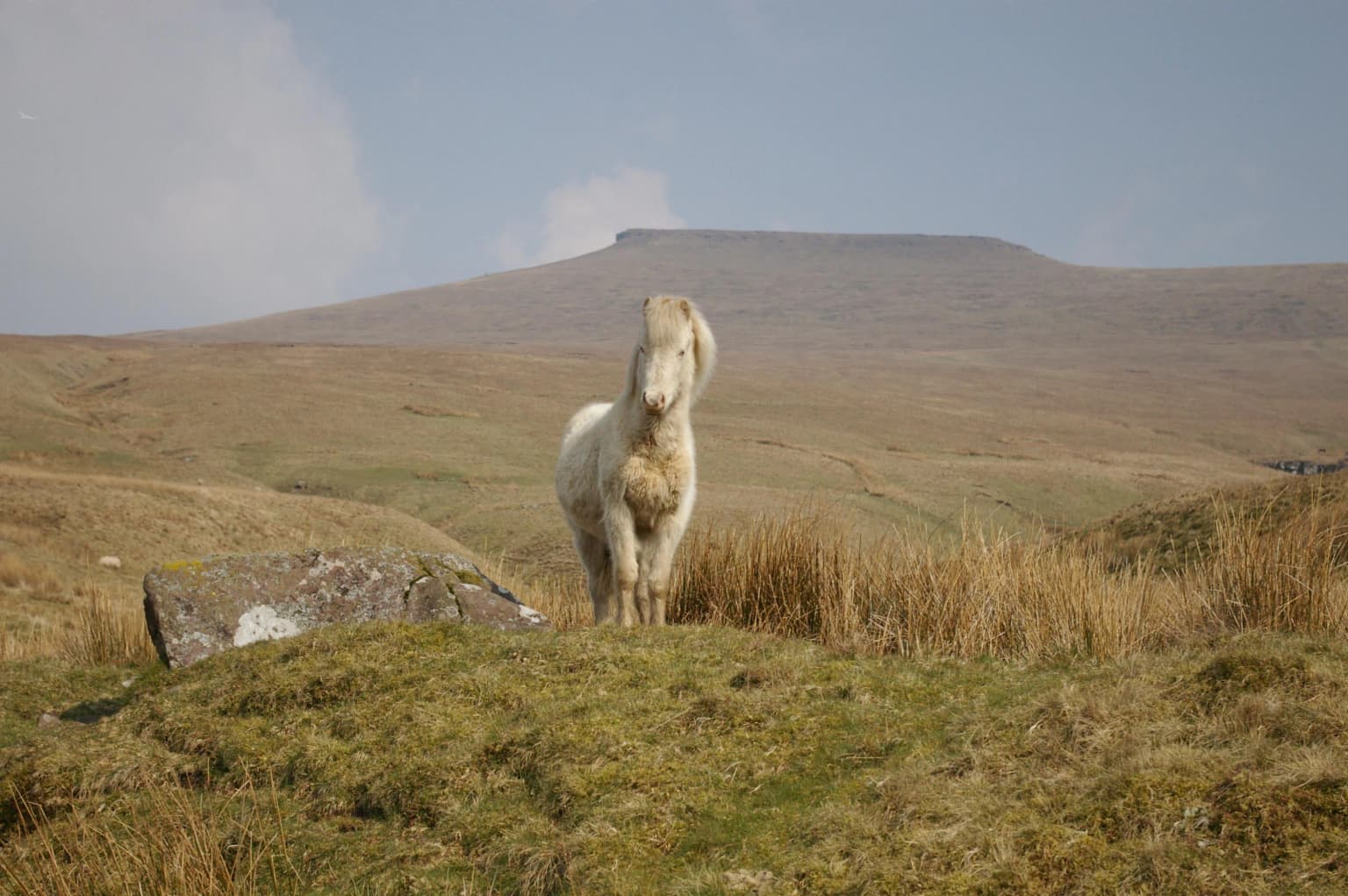 White pony standing on a grassy hillside with a mountain in the background