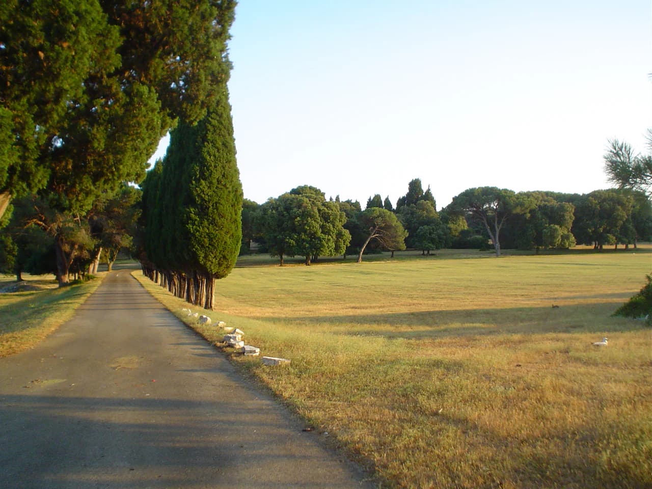 Paved road with cypress trees on left and grassy field on right under clear sky