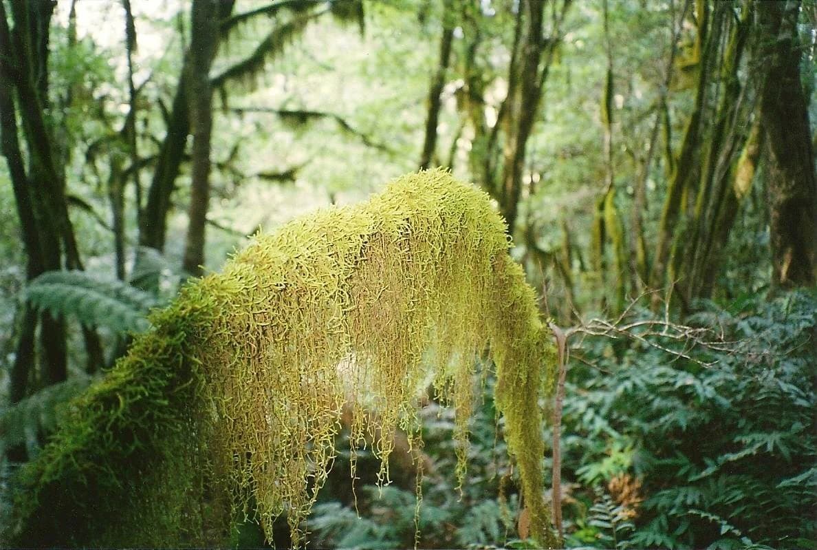 Close-up of a tree branch covered in yellow-green moss with dense forest background