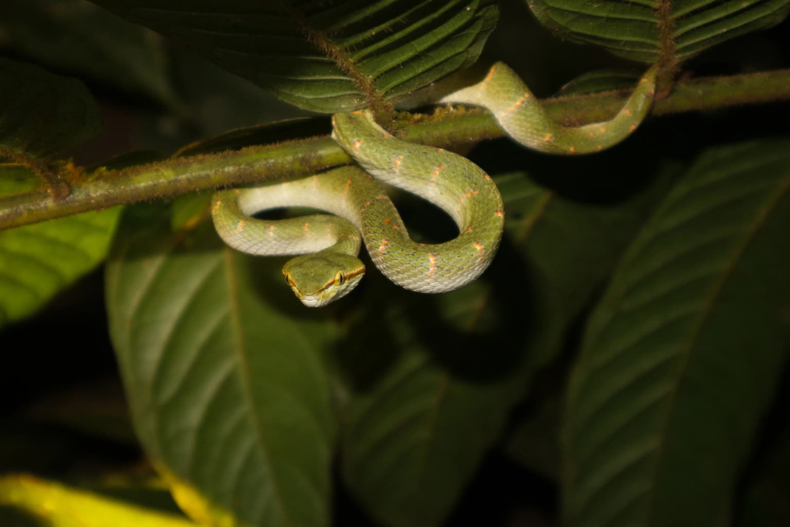 Serpiente venenosa verde enroscada en una rama rodeada de grandes hojas verdes en un entorno boscoso