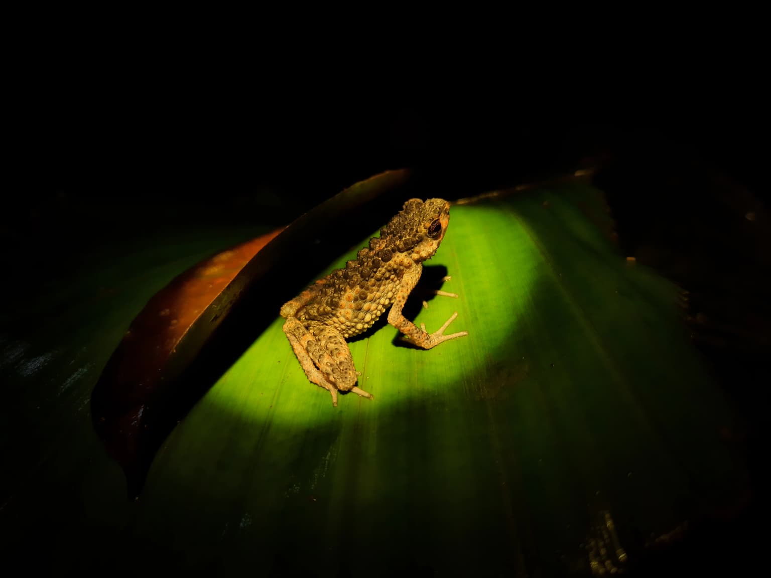 Rana con tubérculos dorsales rugosos y puntiagudos descansando sobre una hoja verde en un ambiente oscuro