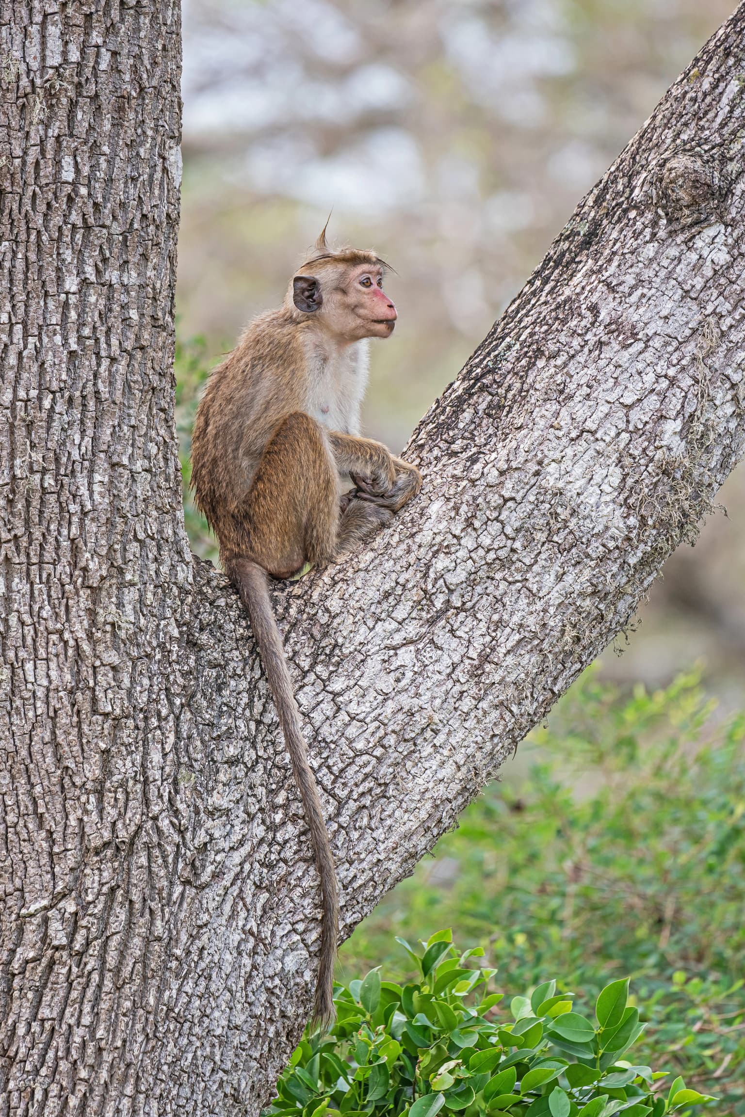 Un mono macaco de toque sentado en la rama de un árbol con follaje verde de fondo