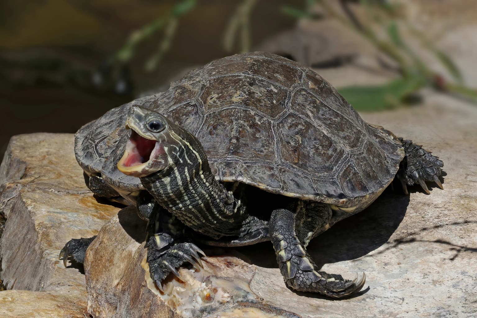 A turtle with a patterned shell resting on a rock with its mouth open