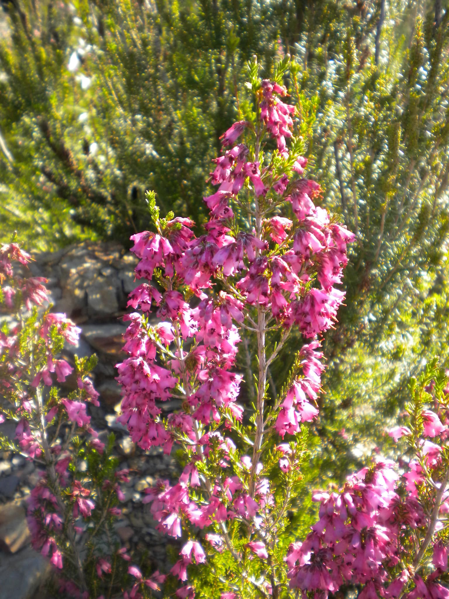 Close-up of pink flowering plant with green foliage in natural setting