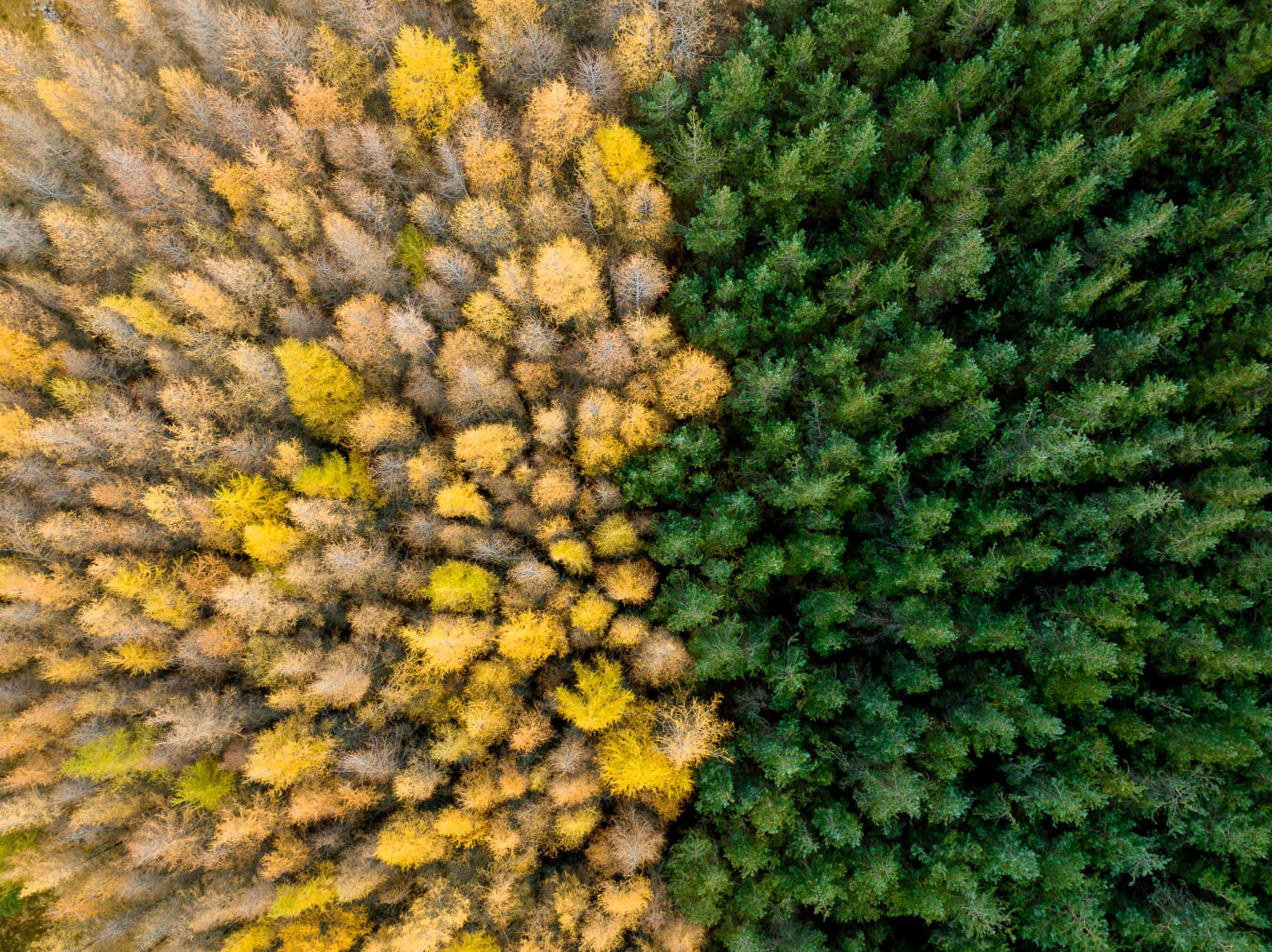 Aerial view of a forest with two distinct sections: one with yellow and brown foliage, the other with dense green coniferous trees