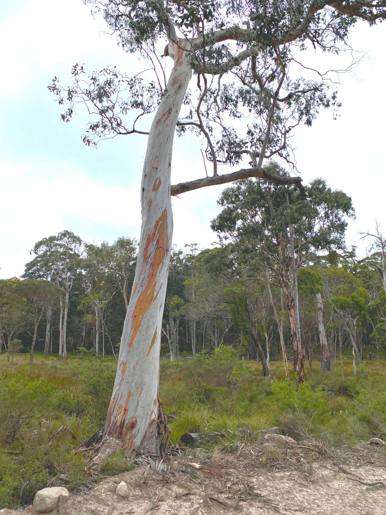 Capoompeta NP-2 NSW.jpg