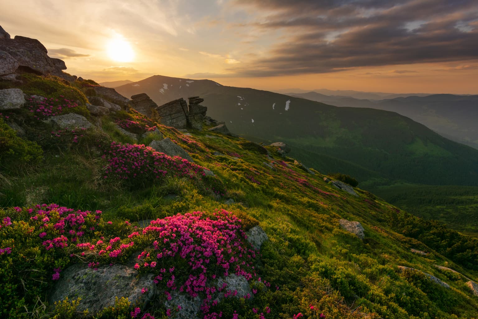 Vibrant pink rhododendron flowers covering a rocky mountain slope at sunrise with rolling hills and distant mountains under a partly cloudy sky