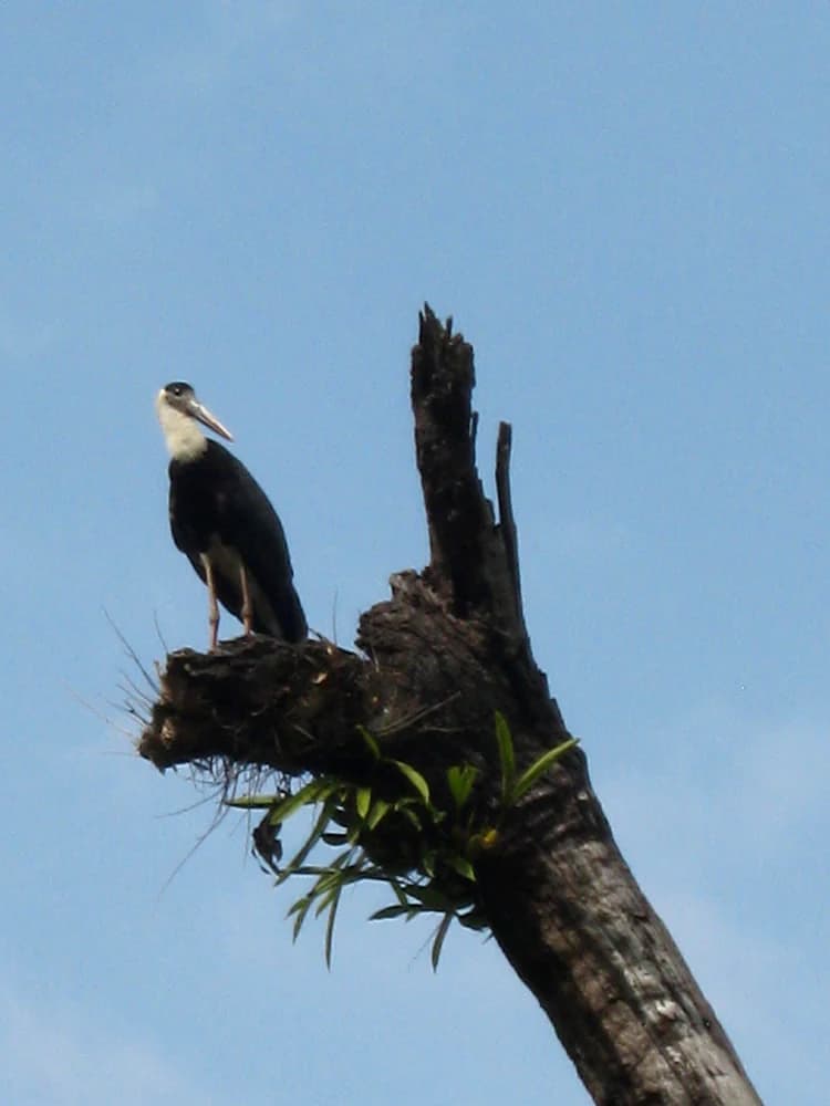 Cigüeña de cuello lanudo de pie sobre un tocón de árbol muerto con fondo de cielo azul claro