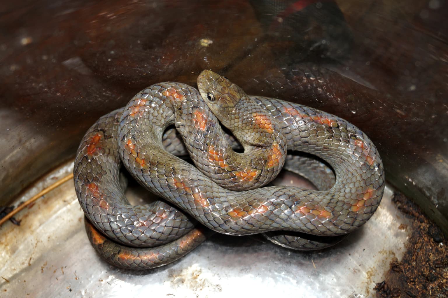 Serpiente Oligodon cattienensis enroscada con marcas marrones y naranjas sobre una superficie metálica
