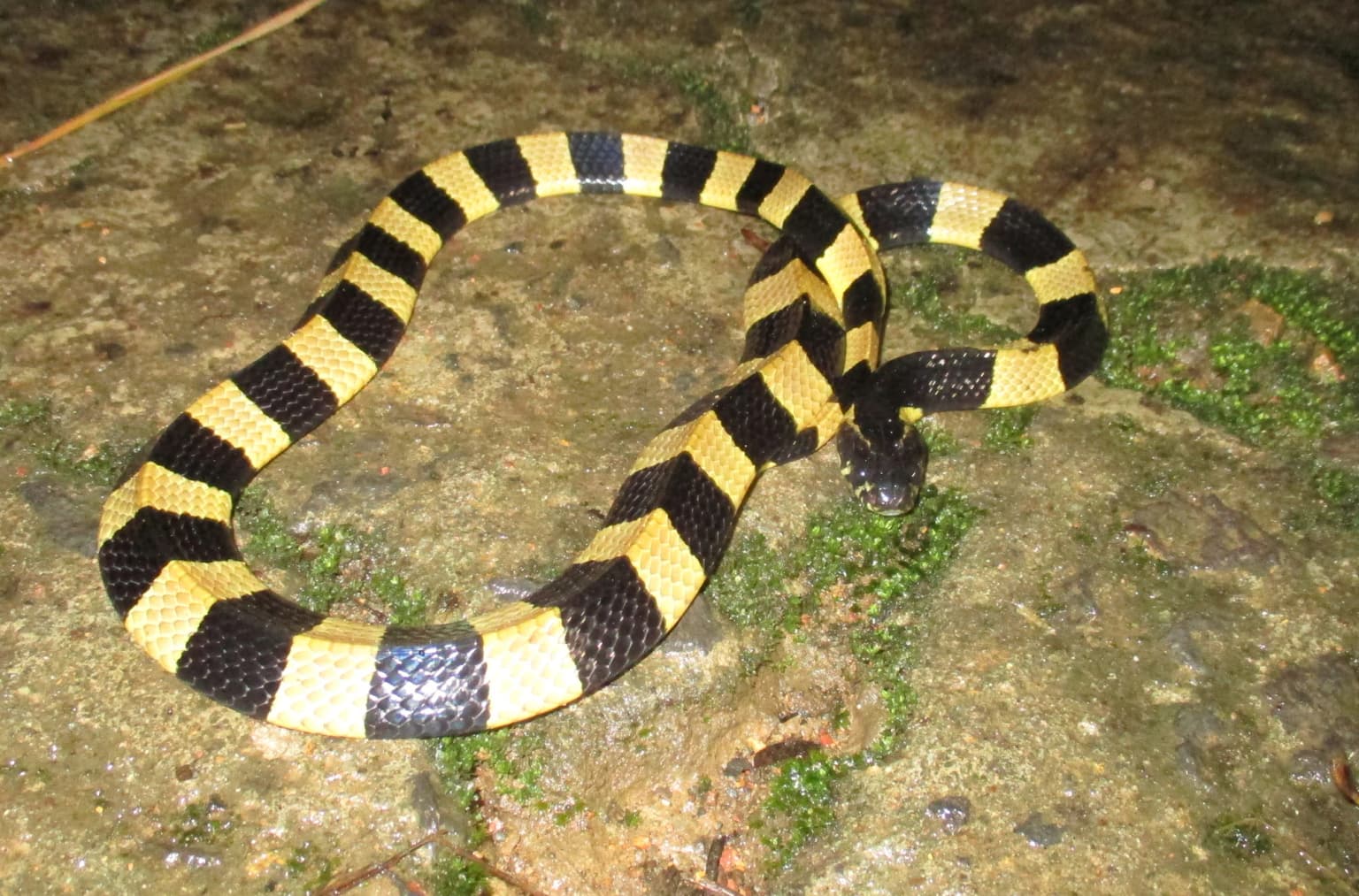 Banded Krait in Cat Tien National Park