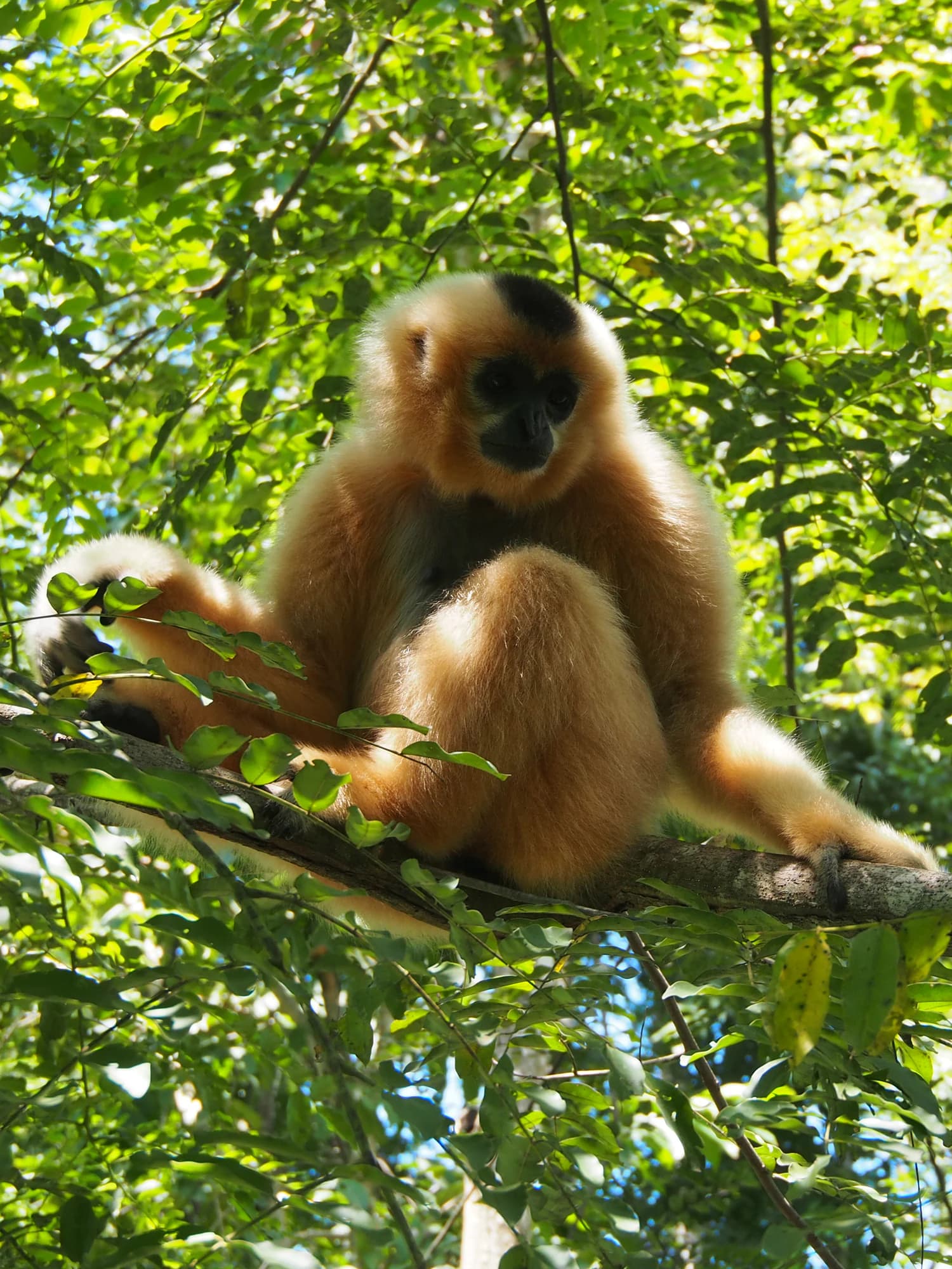 Gibón de mejillas doradas con pelaje castaño claro y cara negra, sentado en la rama de un árbol entre el follaje verde