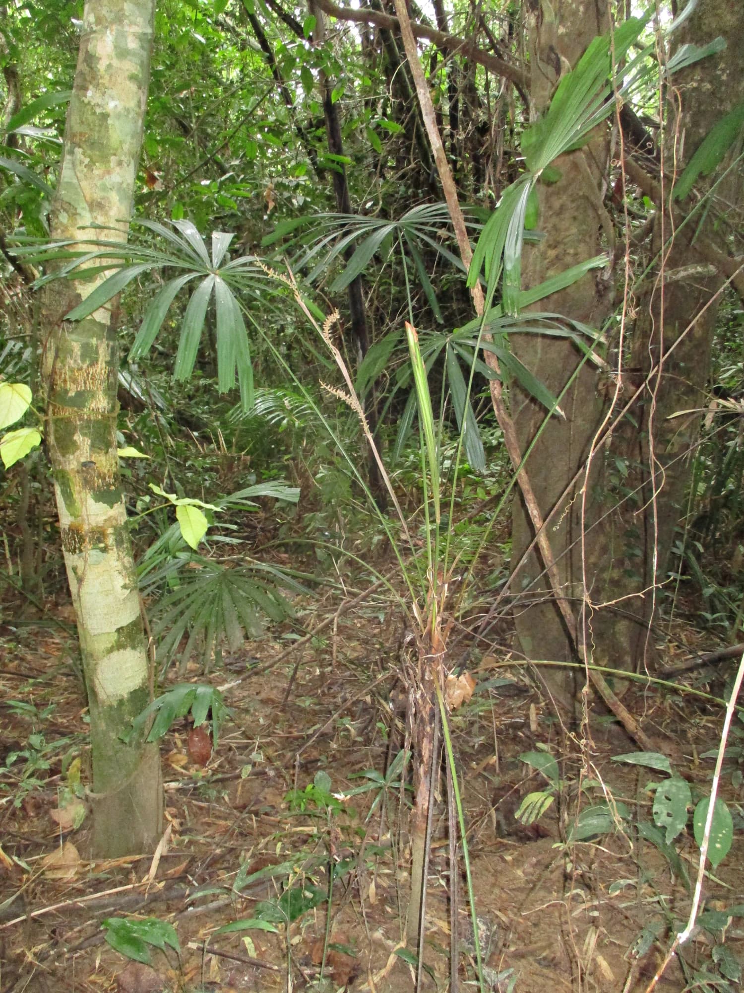 Licuala cattienensis