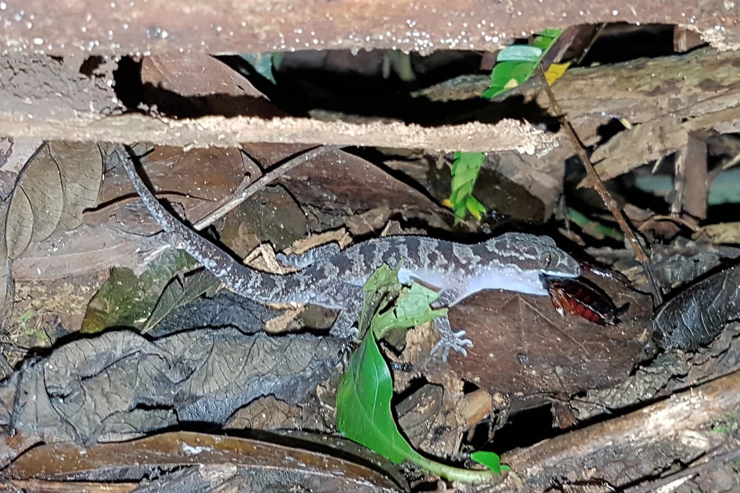 Cyrtodactylus cattienensis eating cockroach