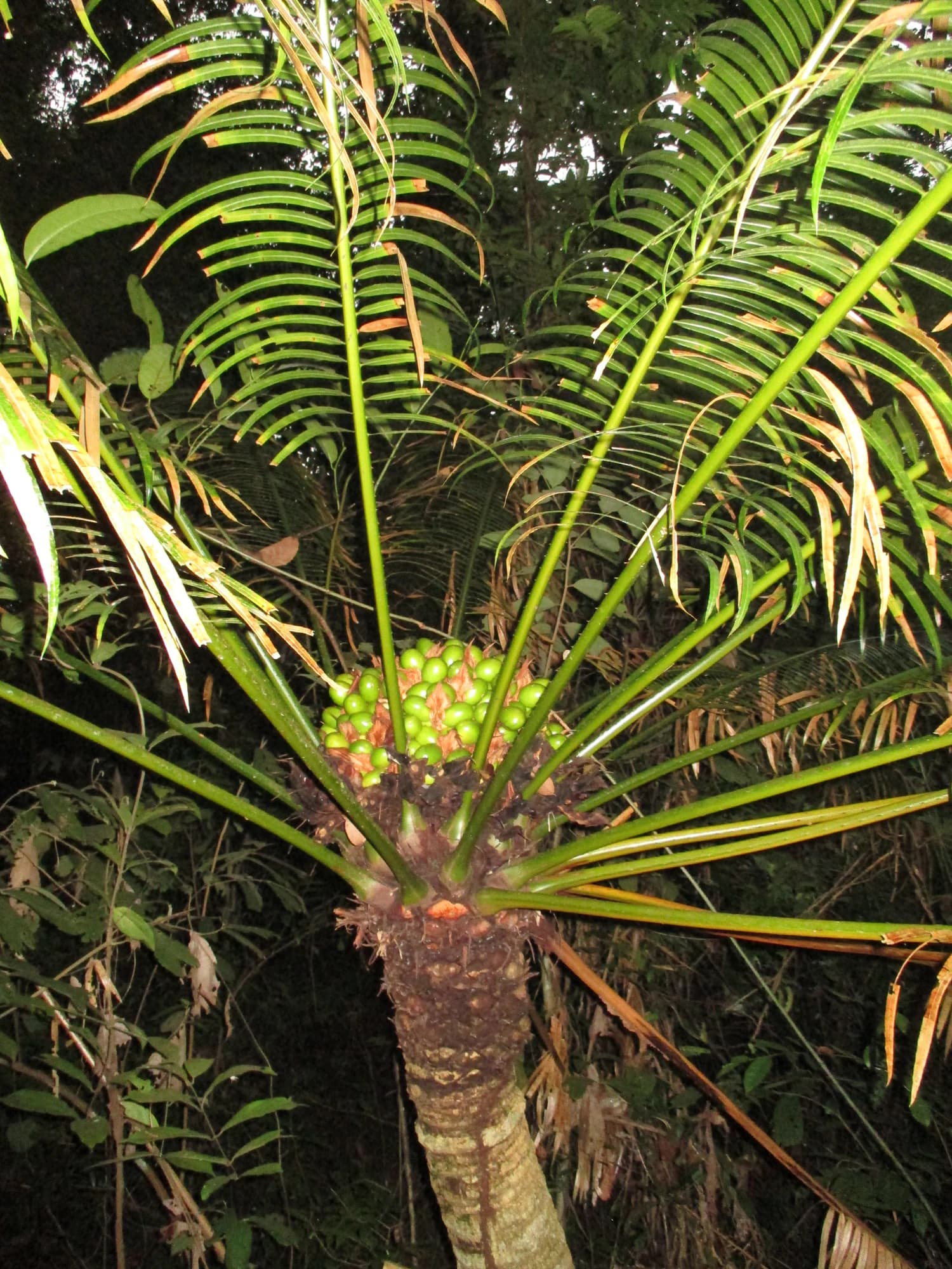 Cycas inermis female flower