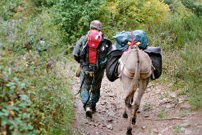 A hiker with a red backpack walking on a dirt trail alongside a donkey carrying large packs