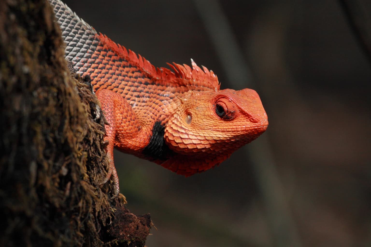 Primer plano de un lagarto rojo y gris con escamas espinosas posado en el tronco de un árbol