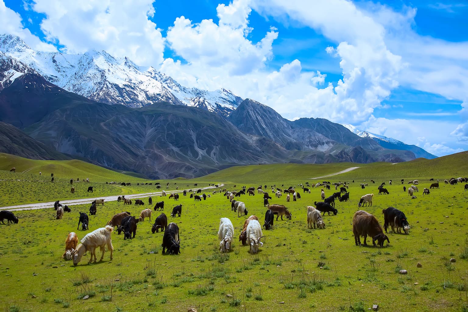 Grassland meadow with numerous domestic goats grazing, surrounded by rugged snow-capped mountains under a partly cloudy sky.
