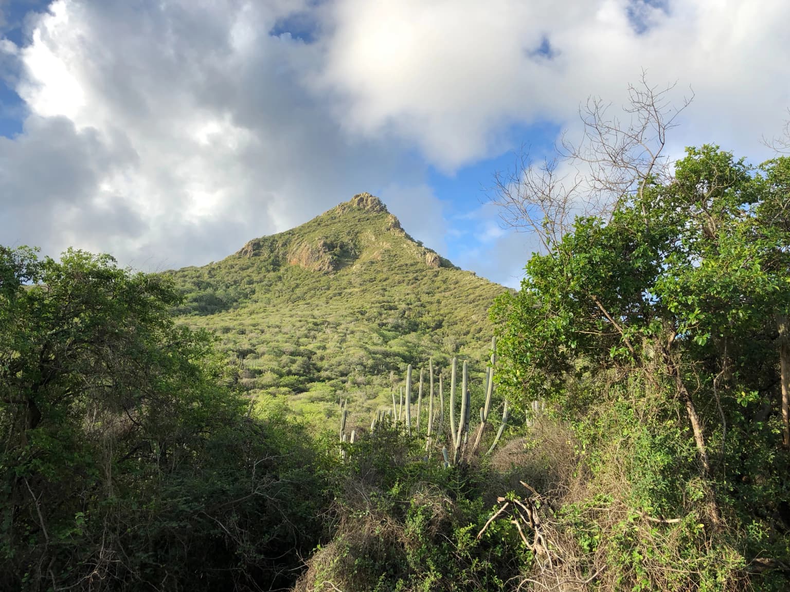 Una montaña con densa vegetación verde rodeada de árboles y cactus bajo un cielo parcialmente nublado