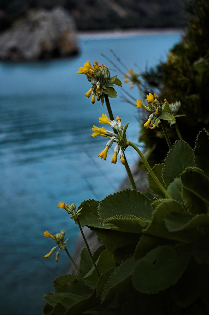 Yellow and white Primula palinuri flowers with large green leaves set against a blurred blue coastal background