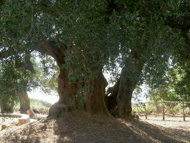 Large ancient olive tree with thick trunk and dense green foliage, set against a sunlit rural landscape with wooden fence and scattered trees