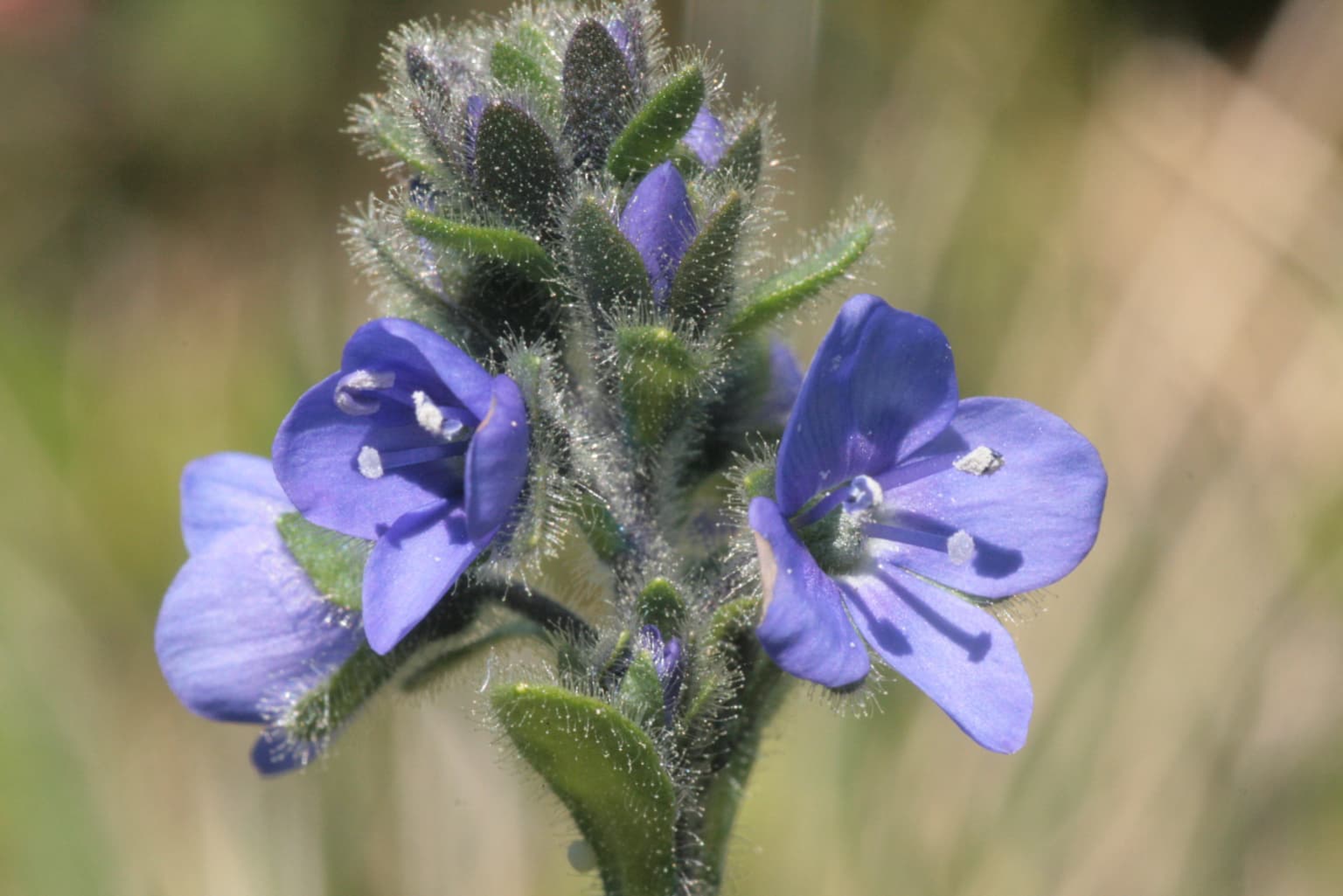 Close-up view of a blue flowering plant with green buds and leaves
