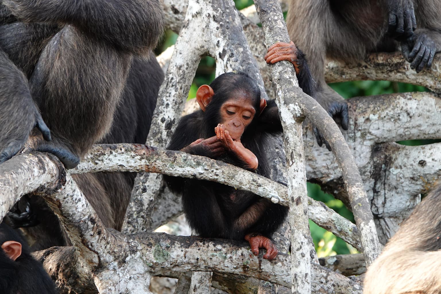 Kouilou Photo Outing