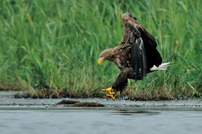 White-tailed eagle in flight with yellow beak and talons extended over water, grasping a fish, with tall green vegetation in background