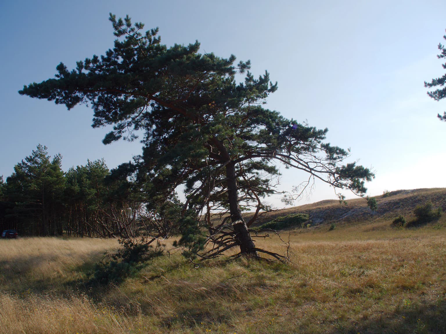 Wind-bent pine tree on a grassy hillside with other trees in the background under a clear blue sky