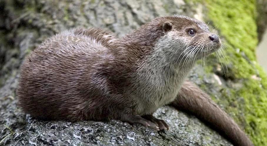 European Otter with brown fur and white underbelly resting on a mossy tree trunk