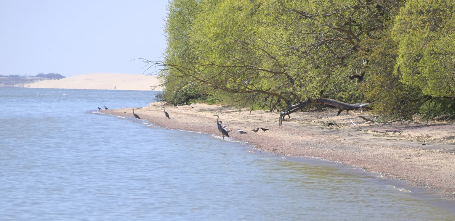 A landscape photo of a coastline with water on the left, a sandy beach with several dark birds standing on the shore, green trees on the right, and a large sand dune visible in the background under a clear sky.