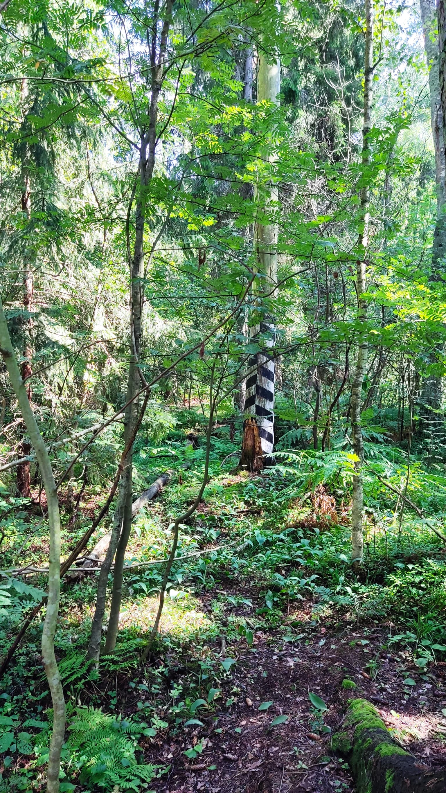 A vertical black and white striped pole standing in a green forest with a dirt path in the foreground.