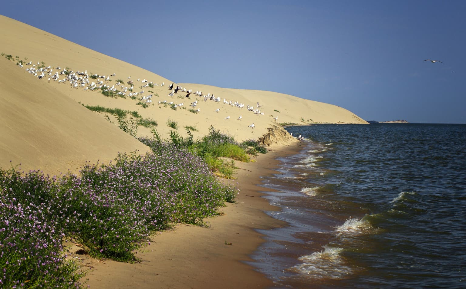 A sandy beach curves along the base of a large sand dune covered in resting seagulls, with purple wildflowers in the foreground and blue water lapping the shore under a clear sky.