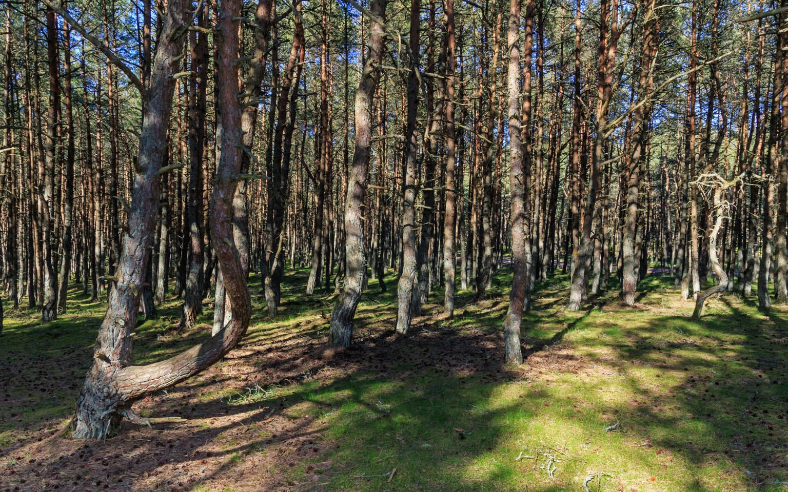 A forest with tall pine trees having twisted trunks, patches of grass, and sunlight filtering through the canopy