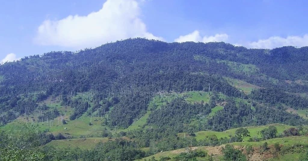 Forest-covered mountains under a blue sky with scattered clouds