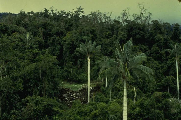 Dense tropical montane forest with palm trees and other green vegetation, showing a lush ecosystem with a rocky outcrop in the midground
