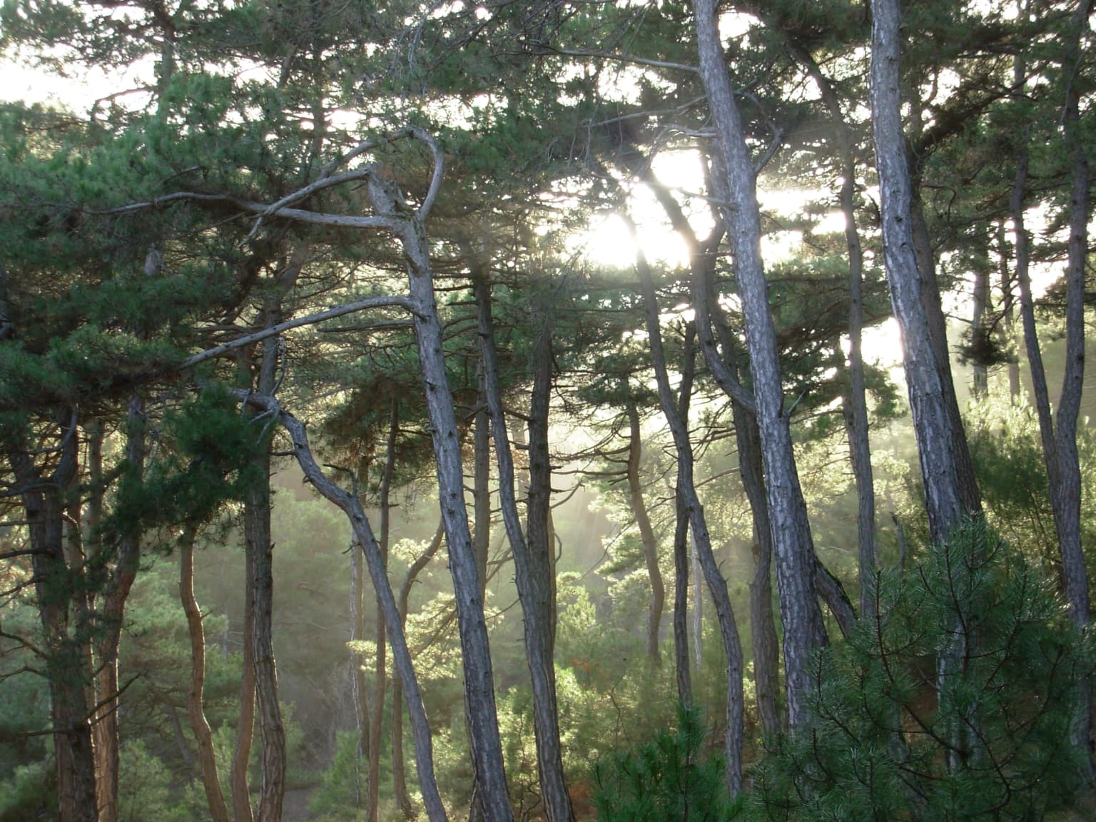 Tall pine trees with sunlight filtering through the canopy in a forest