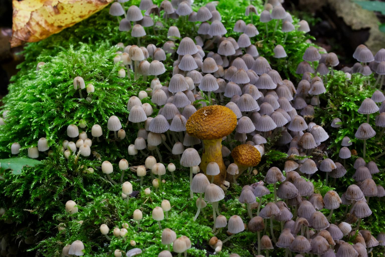 Close-up view of small mushrooms and moss with two larger brown-capped fungi on a lush green forest floor