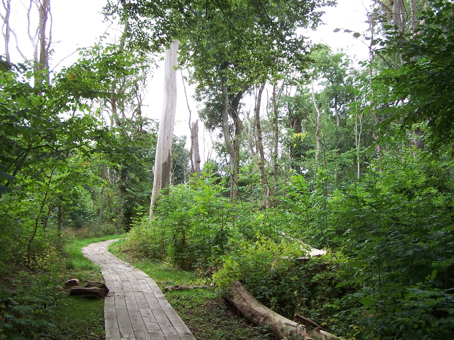 Wooden boardwalk trail winding through dense green forest with tall trees and vegetation